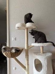 Photo d'un client de l'arbre à chat design xxl