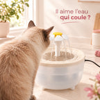 Chat appréciant sa fontaine à eau, vu de dos, dans un intérieur chaleureux